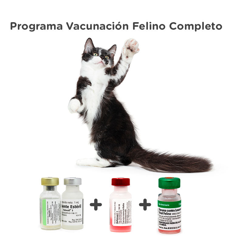 Programa vacunación felino adulto completo