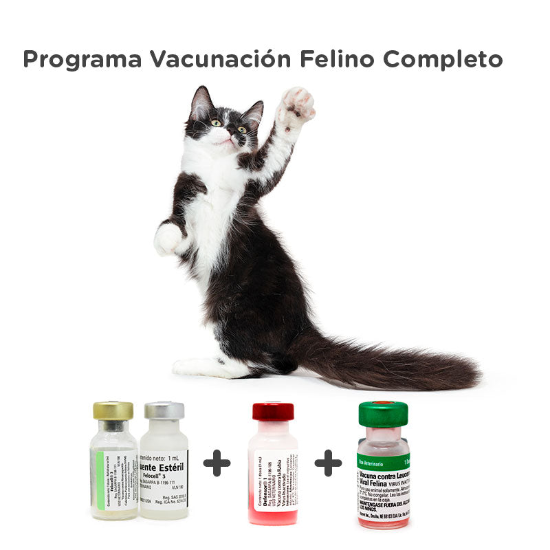 Programa Vacunación Felino Adulto Completo Zoetis + MSD