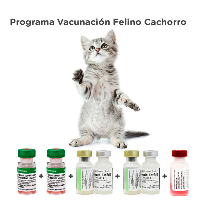 Programa vacunación felino cachorro