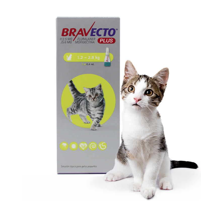 Bravecto® Plus Protección interna y externa para tu gatito MSD Tienda